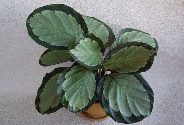 Arbuste calathea