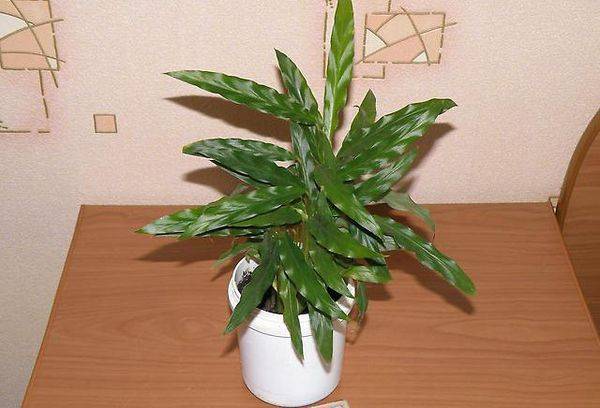 Rufibarba ou Barbe Rouge