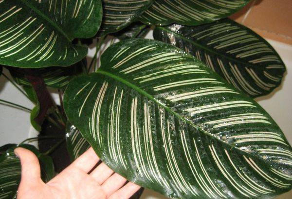 Calathea Décoré