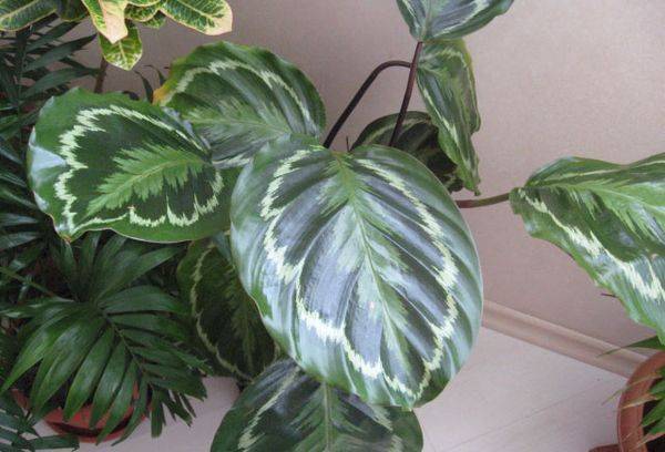 Feuilles de calathea