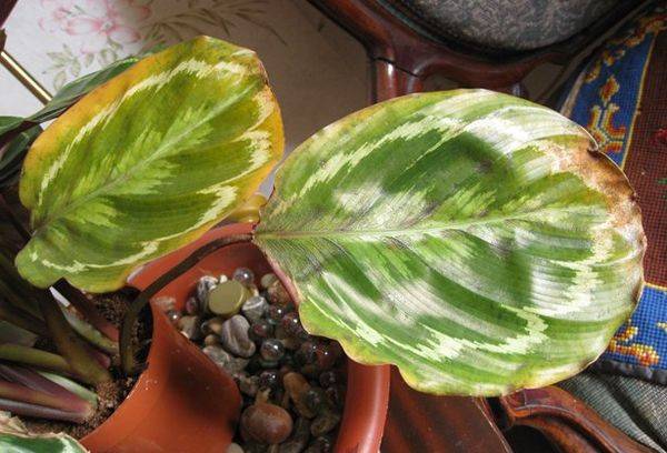Maladies et ravageurs de la fleur de calathea