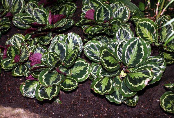 Médaillon Calathea