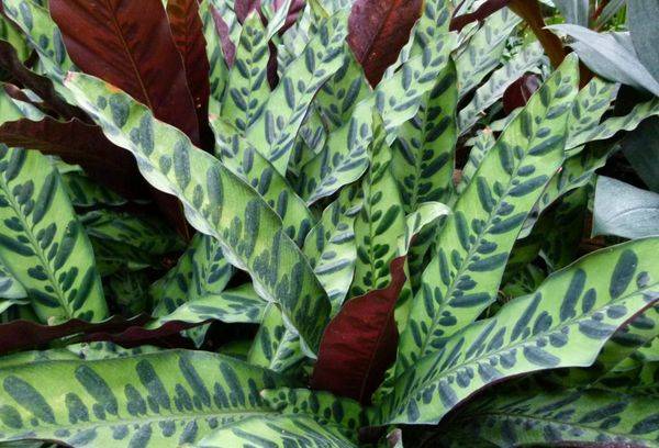 Crotale, ou Lansifony