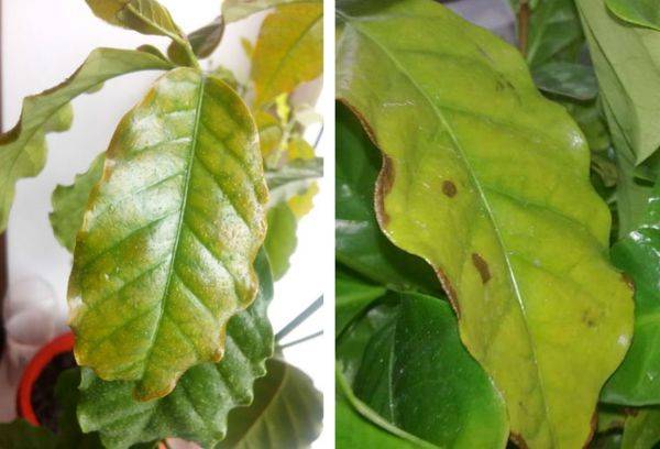 Maladies du caféier