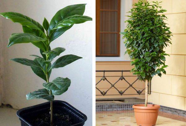 Soin du café arabica à la maison