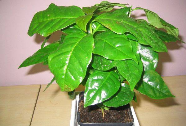 caféier fait maison