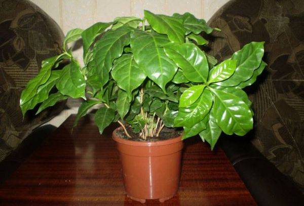 caféier fait maison