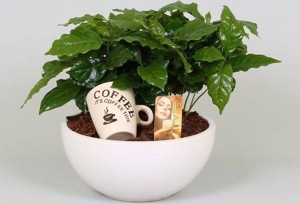 Caféier fait maison