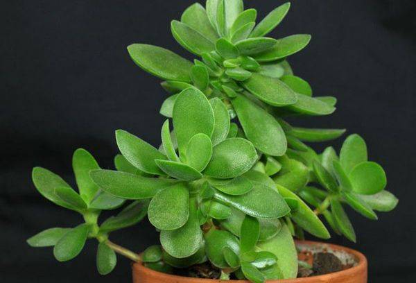 Arbre d'argent dans un pot