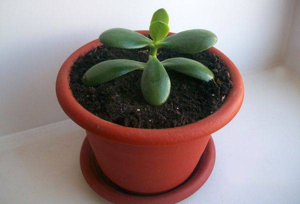 Pousse De Crassula En Pot