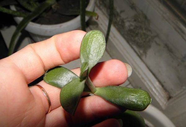 Les feuilles de la flétrissure grasse