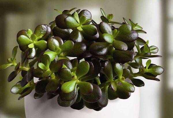 Ovale de Crassula ou Ovata