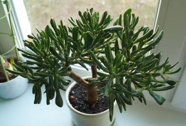 Crassula le Hobbit