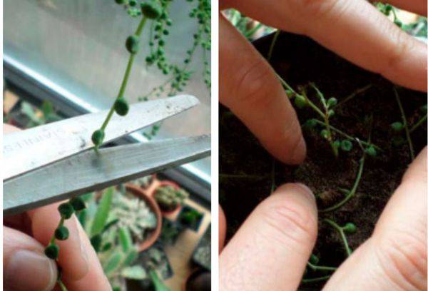 Méthodes d'élevage