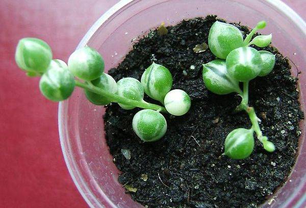 Filleul en forme de citron