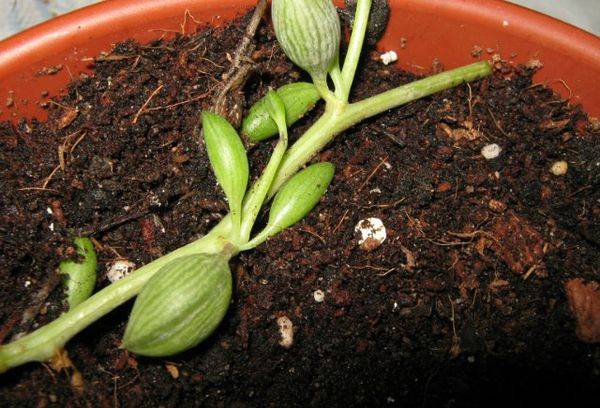 Tout ce que vous devez savoir sur le toilettage Rowley