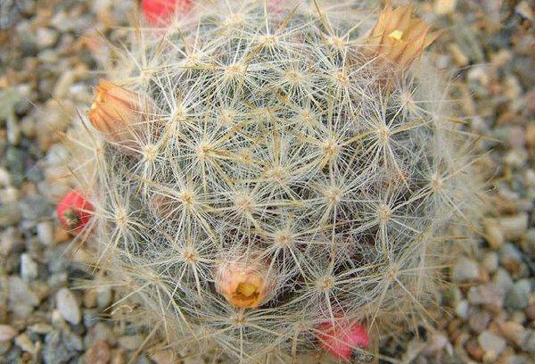 Proliférateur de Mammillaria