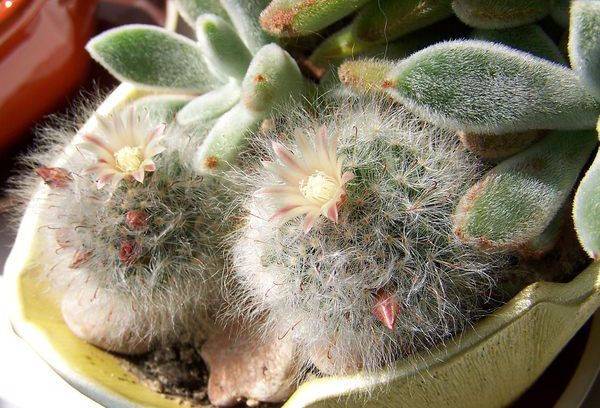 Maladie De Mammillaria