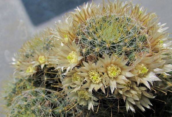 Mammillaria sauvage