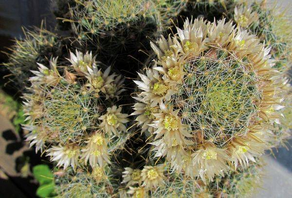 Mammillaria sauvage