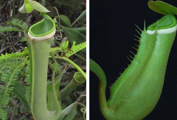 Nepentes à bord blanc