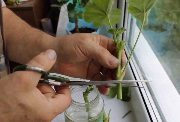 Propagation de Pelargonium