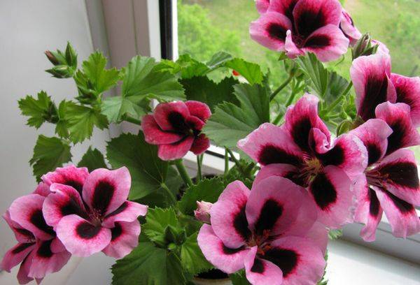 Pelargonium sur le rebord de la fenêtre
