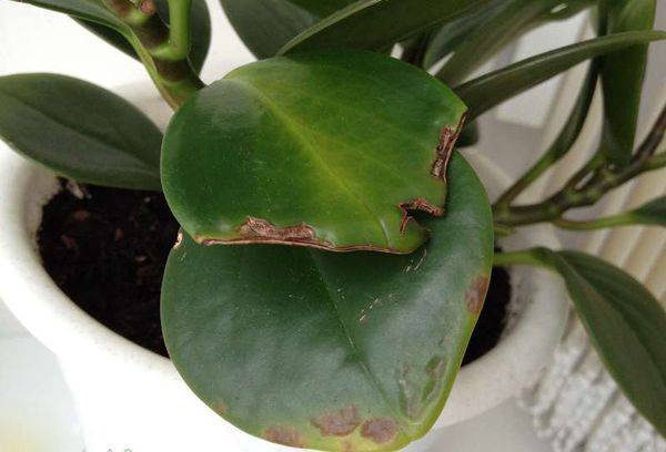 Feuilles de pépéromia jaunies