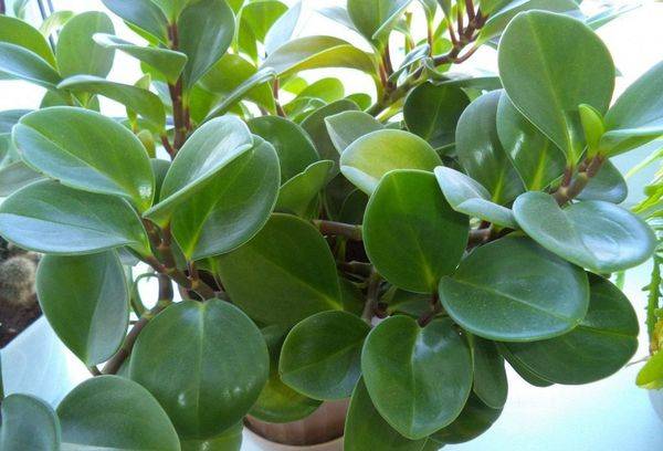 Peperomia