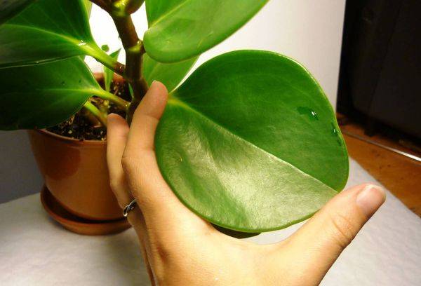 Feuille de peperomia