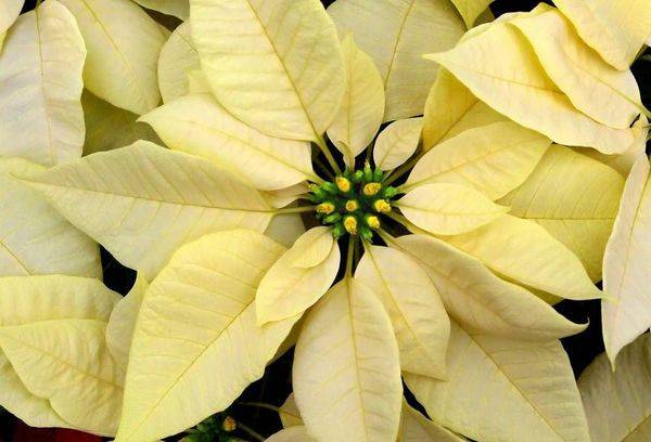 Grade Poinsetia Cortez Blanc
