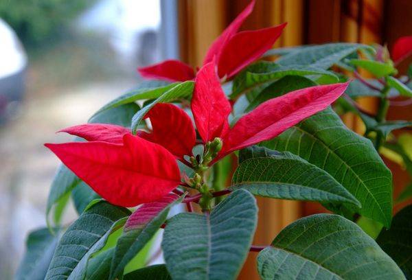 Poinsettia à la fenêtre