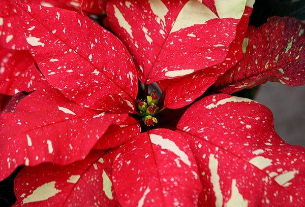 Sonora blanc scintillant