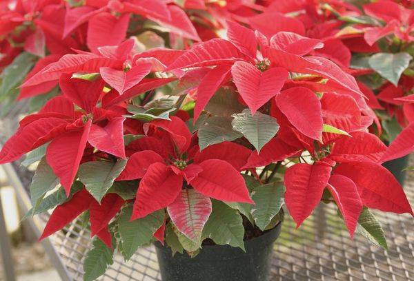 Fleur Etoile De Noel