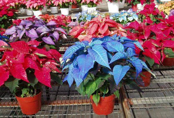 Poinsettias multicolores
