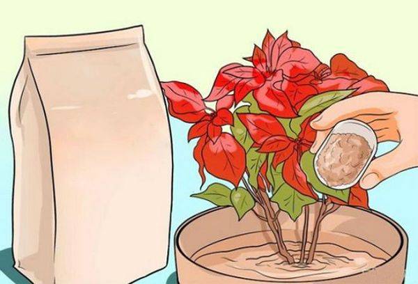 Vinaigrette au poinsettia