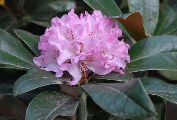 Fleur de rhododendron