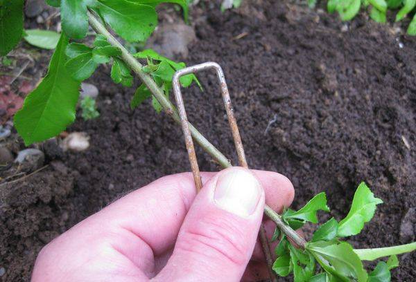 Atterrissage au rhododendron