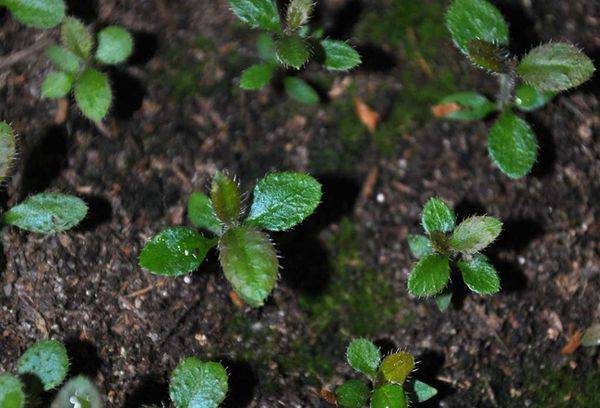 Reproduction De Rhododendron