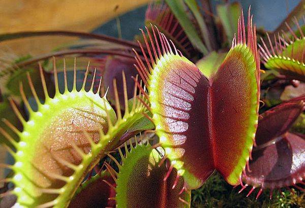 Prédateur végétal