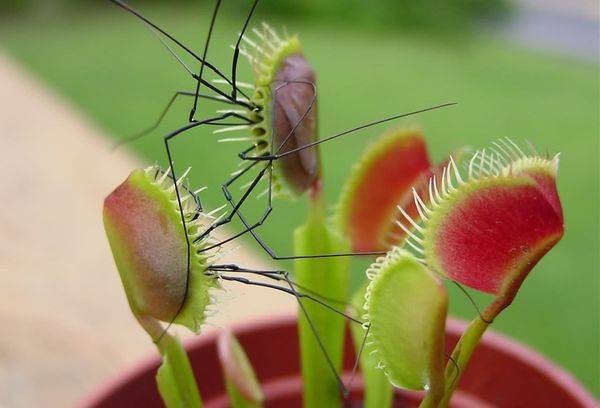 Attrape-mouche Rosyanka