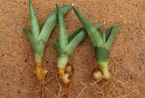 Reproduction sansevieria