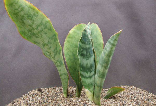 Hyacinthoïdes sansevieria