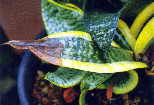 Maladie de la langue maternelle