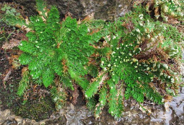 Selaginella Scaly