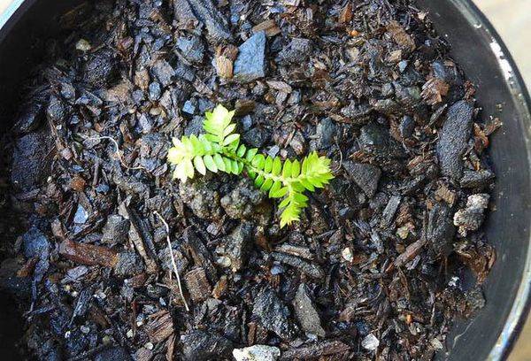 Reproduction Selaginelli