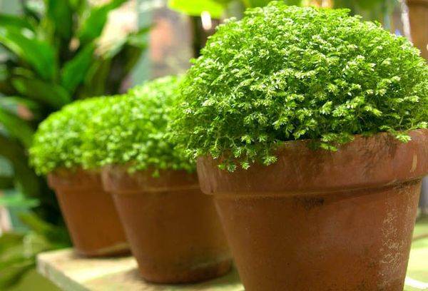Selaginella en pots