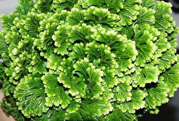 Selaginella Jory