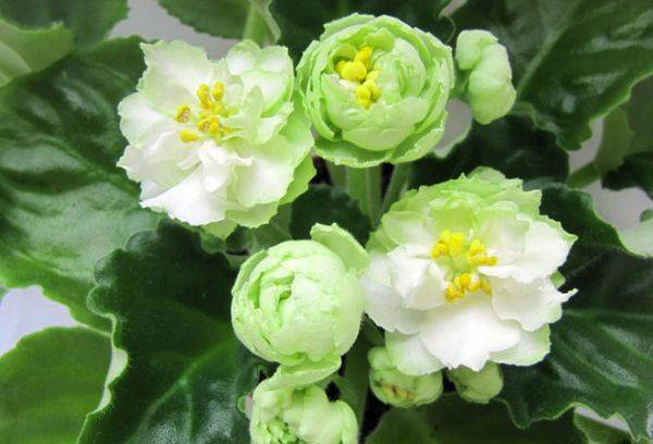 rose de printemps violet