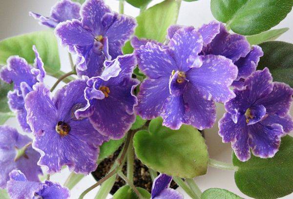 violette harmonie parfaite